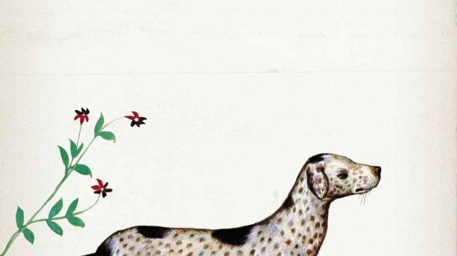 Idillio con cagnolino di Alba Donati in libreria