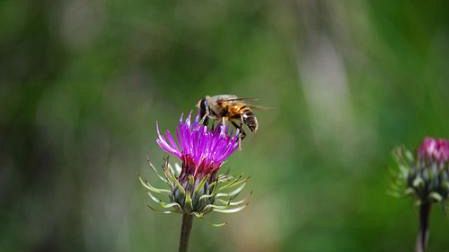 Punto da insetto mentre guida travolge scooter, auto e pedoni