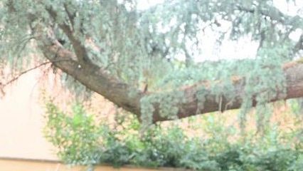 Cade ramo nel giardino della scuola Santa Maria a Coverciano