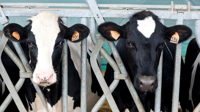 Scandalo del latte in tempo di Coronavirus