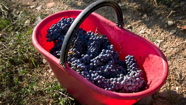 Come sarà la vendemmia 2025 in Italia