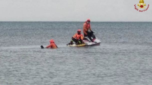 Grosseto, salvato un delfino spiaggiato