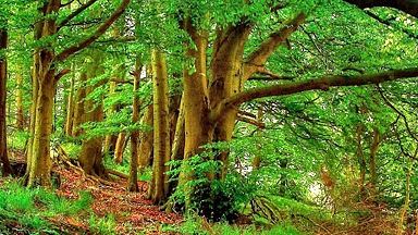 Scuola: a Firenze il Coronavirus non ferma il progetto Erasmus+