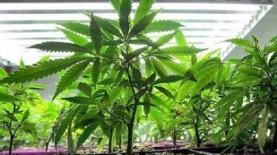 Pistoia: vivaio adibito alla coltivazione di marjuana