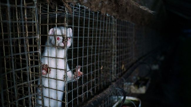 Varianti Covid, “Stop all’allevamento di animali da pelliccia in Italia