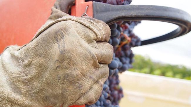 Vinitaly, a Verona 450 espositori toscani