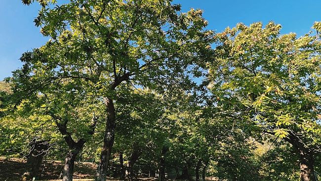 A Vinci la Festa della castagna