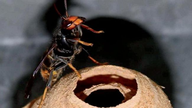 Insetti alieni: i dieci 'mostri' che minacciano l'agricoltura toscana