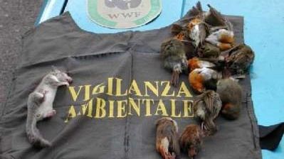 Guardie WWF Toscana, una e-mail per l'ambiente