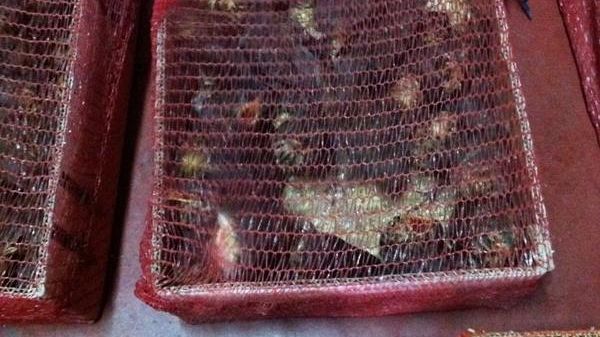 Torneranno liberi i 350 uccellini