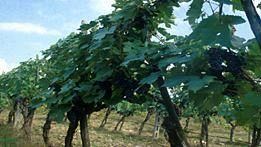 Enti locali e produttori si incontrano per discutere sulle tematiche del vino in Toscana