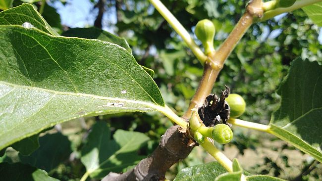 Fico, una coltura redditizia e da riscoprire