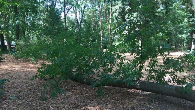 ​Cade ramo alle Cascine, controllato nel 2016: nessun ferito