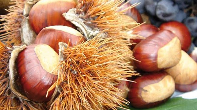 Castagne, cala del 40% la produzione ma sono ottime