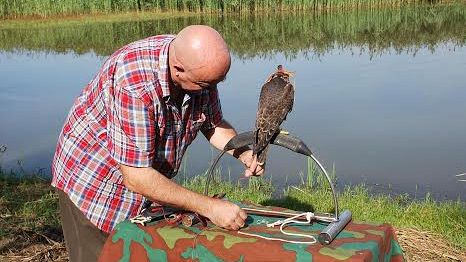 Duomo di Firenze, liberato l'uccello addomesticato