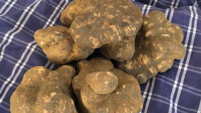 Asciano: cinque mila turisti per il tartufo bianco e le ricette di chef stellati