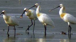 Grande afflusso di pubblico nella Riserva Naturale del Padule di Fucecchio ed ospiti particolarmente graditi fra gli uccelli acquatici in sosta nell’area protetta pistoiese