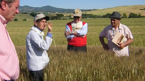 Innovazione: grazie al web meno costi per la produzione di grano