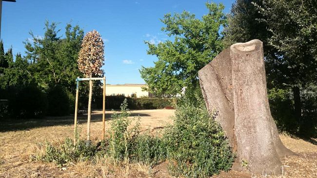 Verde urbano: selezione di sponsor per il recupero del patrimonio arboreo