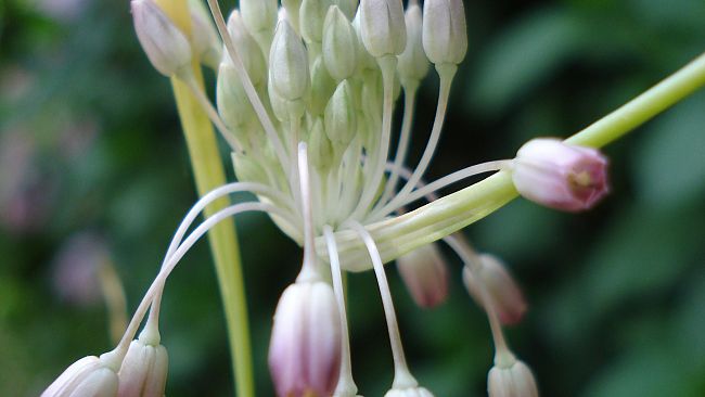 Biodiversità botanica: più di 450 nuove piante scoperte in Italia