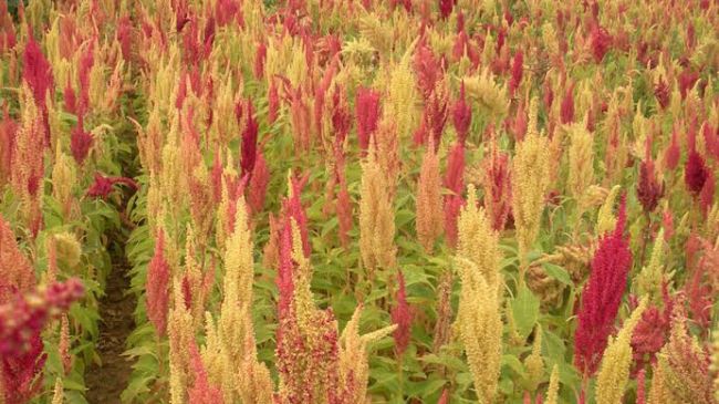 Amaranta il superfood per celiaci tutto toscano