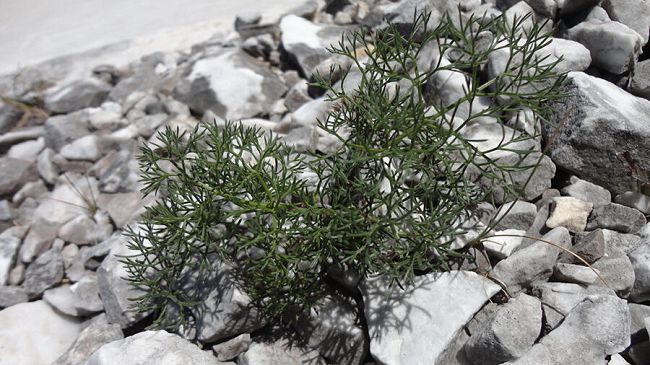 Alpi apuane, nuovo censimento della flora: segnalate tre nuove specie