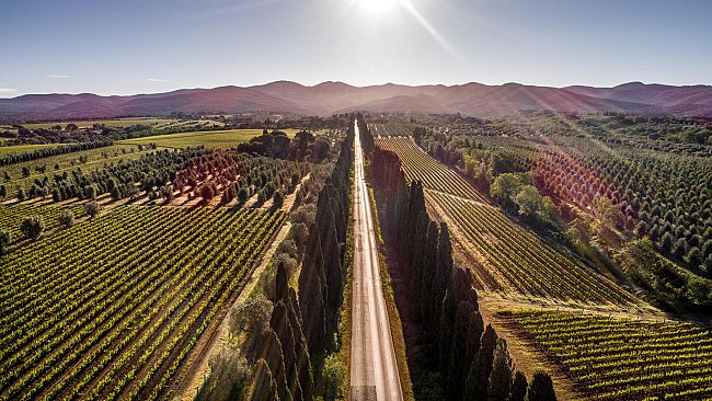 Vino: Bell'Aja cresce con classe a Bolgheri