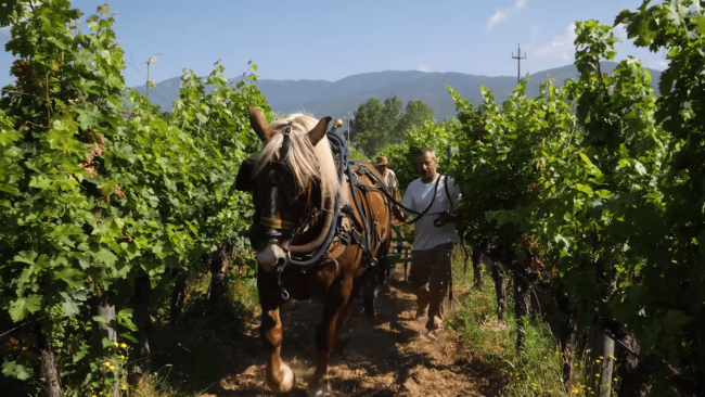 Nitrito 2018: Valdarno di Sopra Cabernet Sauvignon DOC