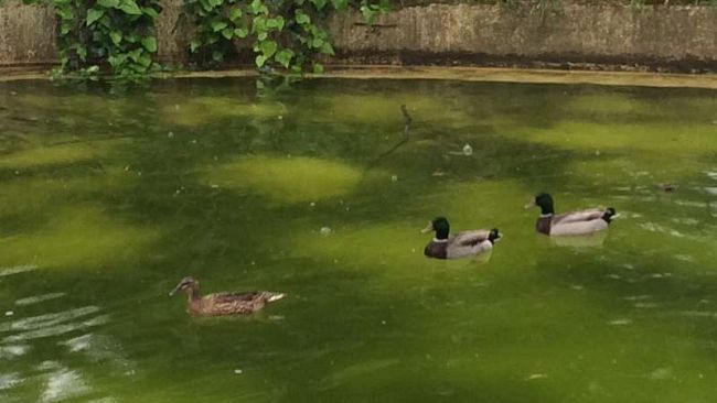 Lavori all'impianto dell'Anconella