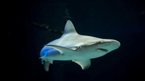 Settimana Europea degli Squali