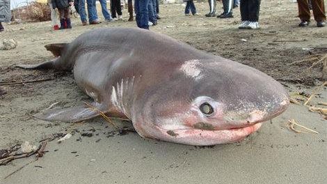 Versilia: uno squalo spiaggiato dalla mareggiata