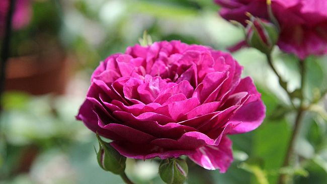 Torna il Firenze Flower Show