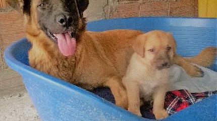 Firenze: croccantini a ufo per 60 cani degli inquilini erp