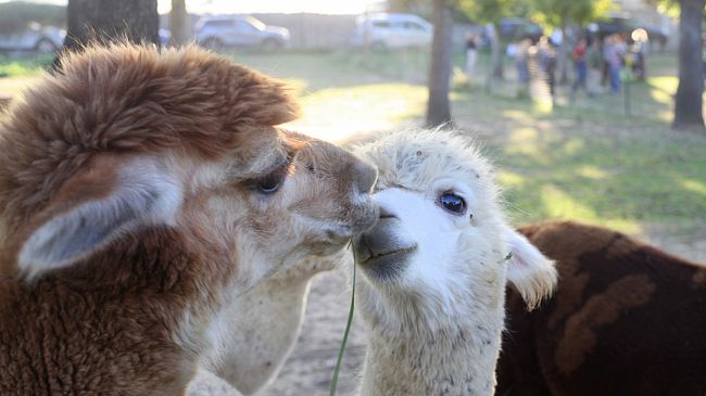 Tanti auguri Associazione AlpaHa