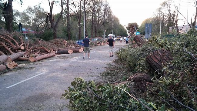 Piano del patrimonio arboreo: ecco i nuovi alberi di Firenze
