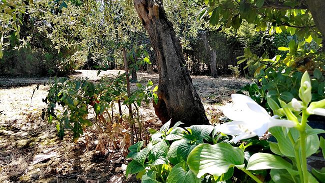 Piano di forestazione urbana a Firenze per una città sempre più verde