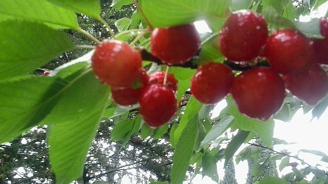 Nascono a Firenze 5 nuovi frutteti urbani 