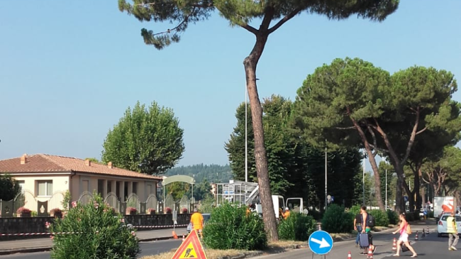 Lungarno: i pini sono pericolosi, ad ottobre arrivano le querce