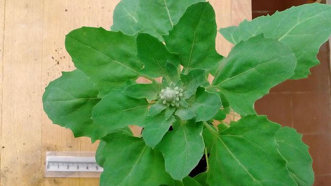 Come la quinoa si difende dal sole