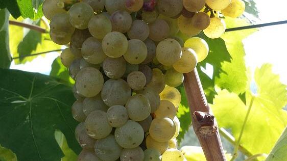 Vino: un'annata difficile per chi vuole crescere