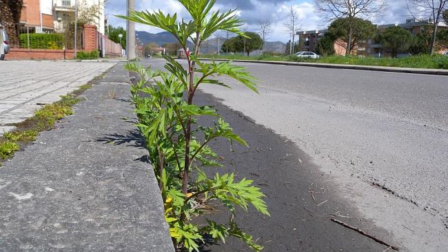 Nasce a Pisa un erbicida naturale contro le erbacce