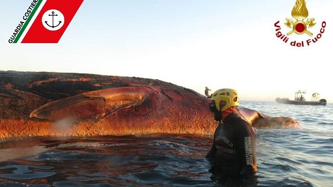 Carcassa di balena spiaggiata a Quercianella