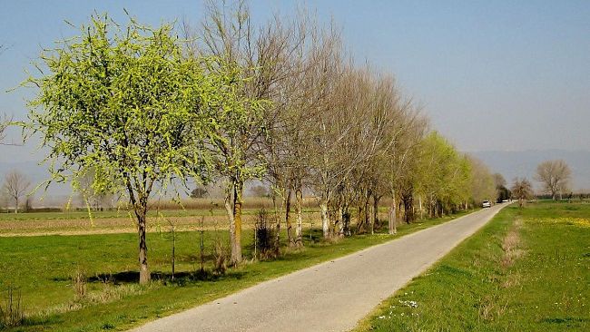 Laboratorio sulle erbe spontanee nell’Area Archeologica di Fiesole