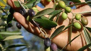 Sirena d’Oro: la Regione Campania porta i suoi extravergine DOP nelle migliori enoteche regionali d’Italia