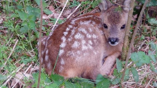 Operazione caprioli sull'A11: 16 animali trasferiti all’Acquerino