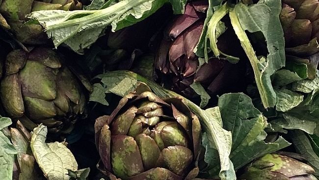 Carciofo empolese, perché è unico