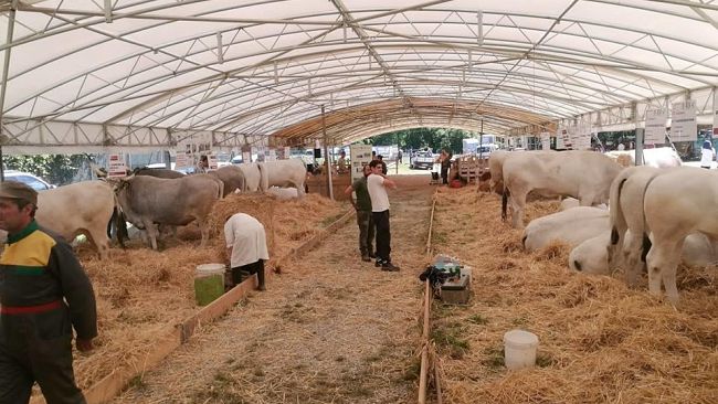 antica-fiera-del-bestiame-del-valdarno-2018