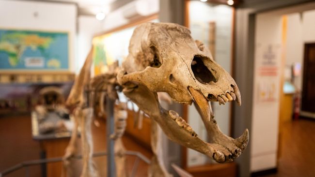 Sfide culturali a Empoli