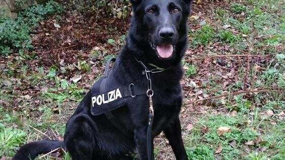 Contrasto allo spaccio di droga: a Firenze denunce e sequestri