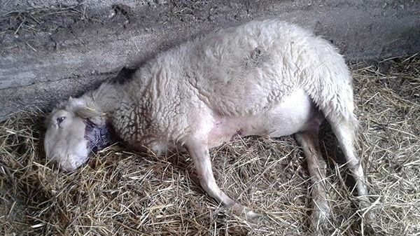 Strage di pecore, esposto degli animalisti: per Coldiretti c'è